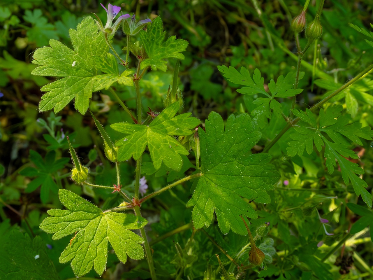 Geranium lucidum _2025-05-15_1-10