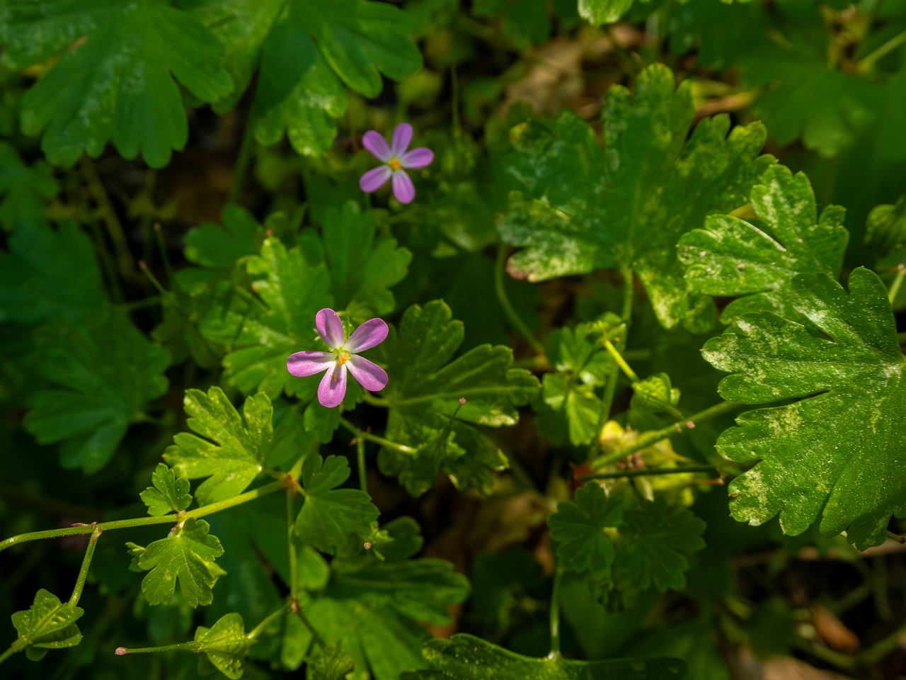 Geranium lucidum _2025-05-15_1-3