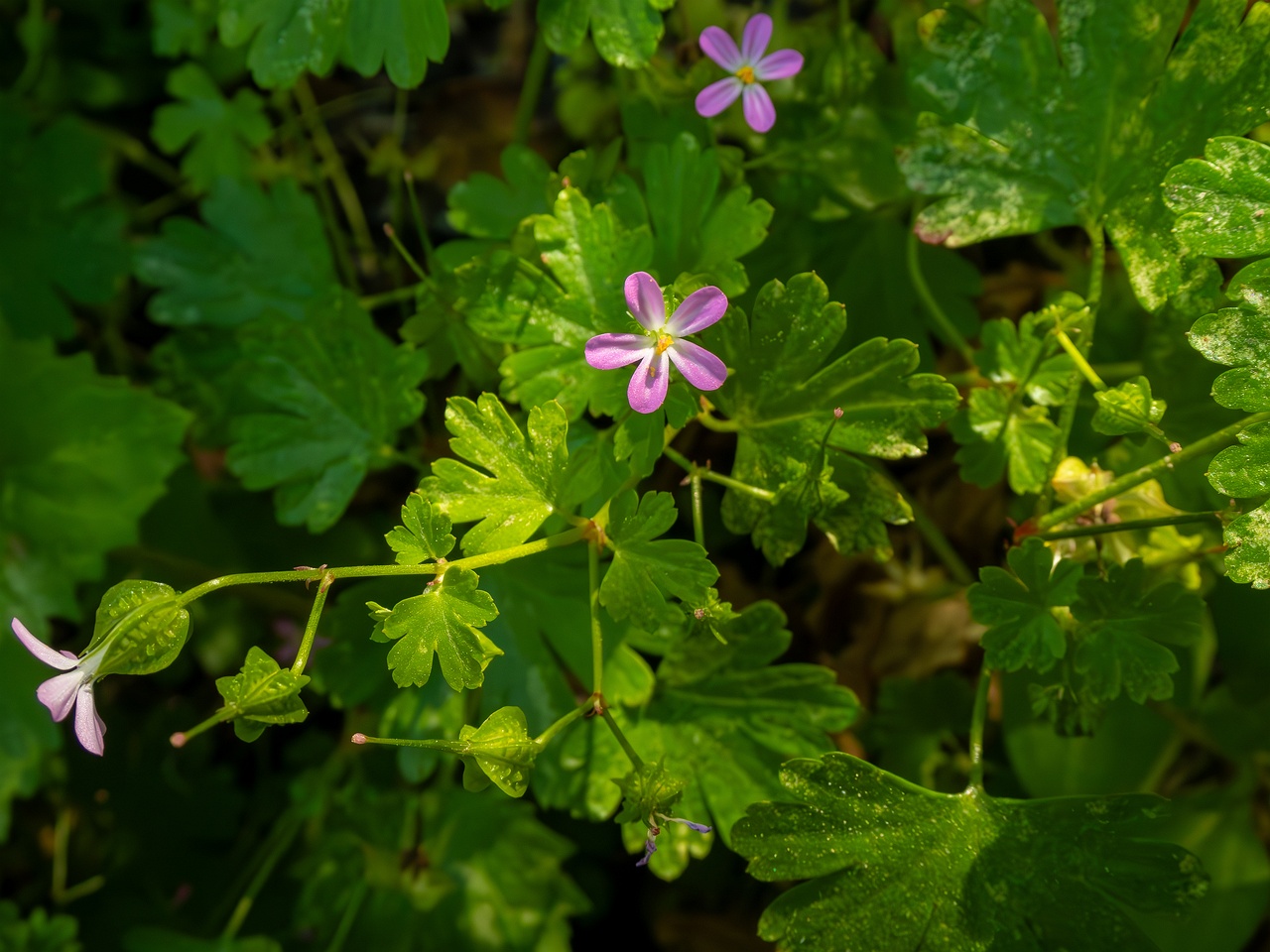 Geranium lucidum _2025-05-15_1-5