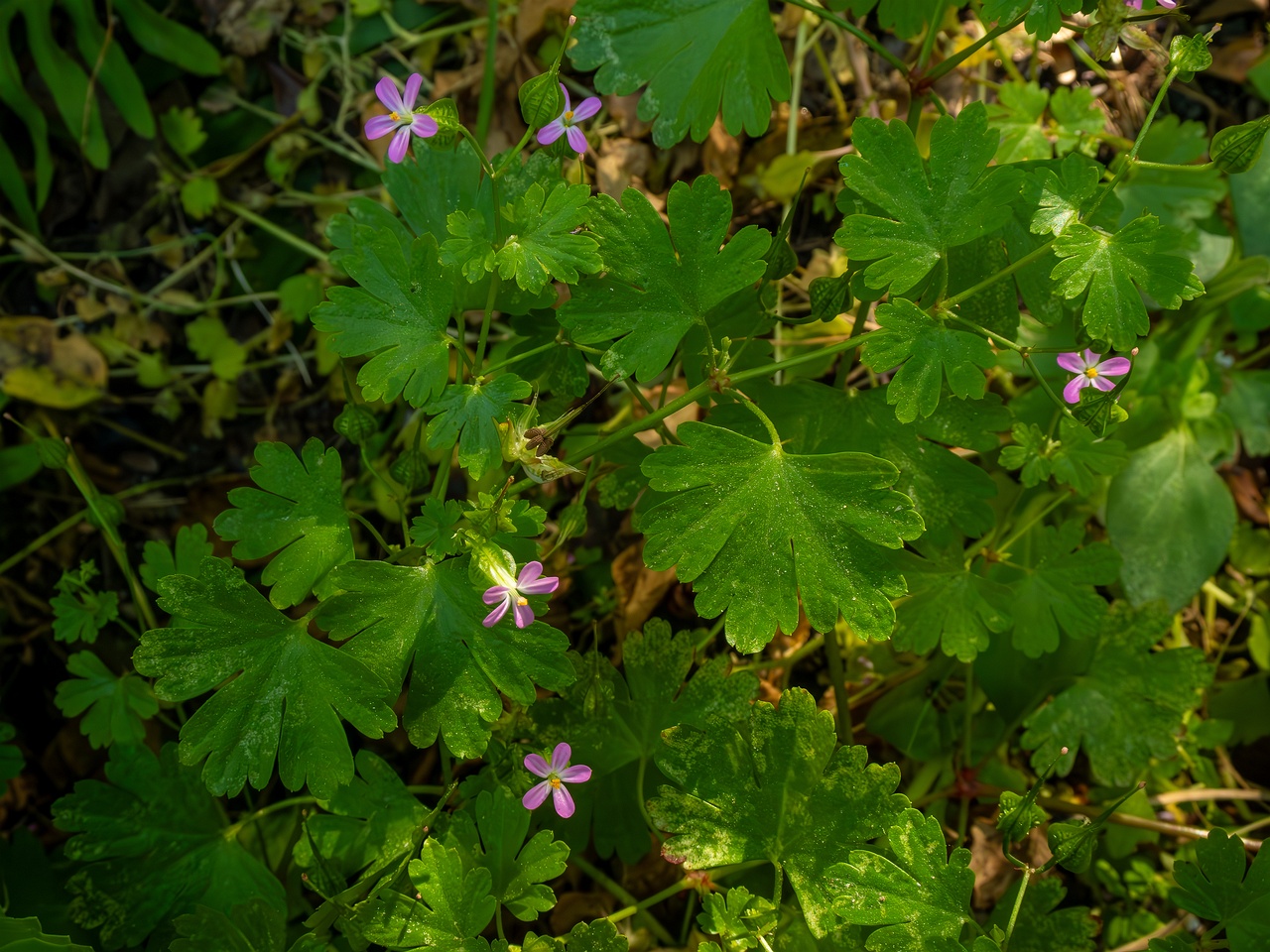 Geranium lucidum _2025-05-15_1-6