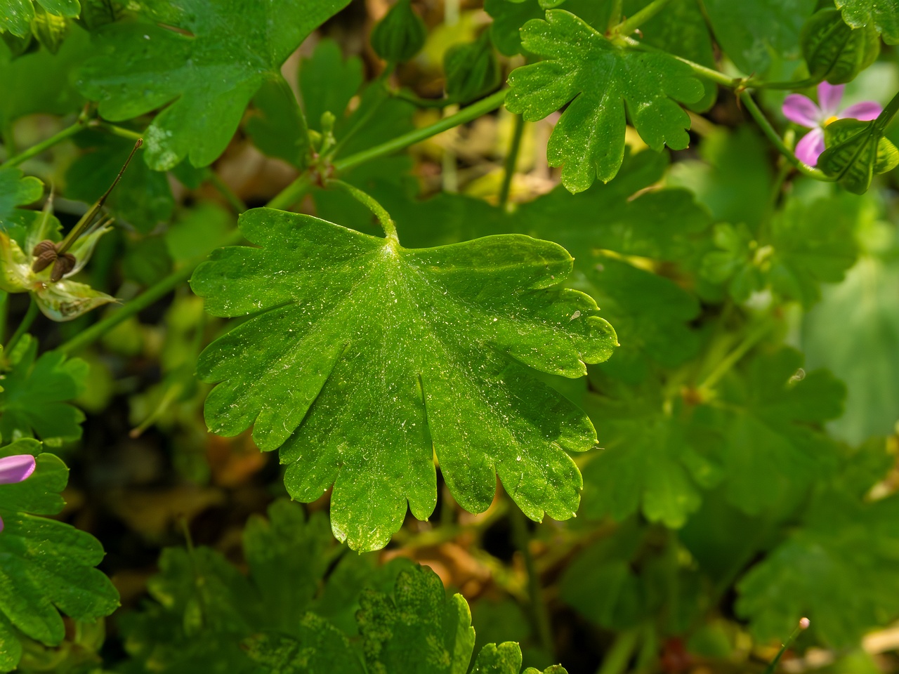 Geranium lucidum _2025-05-15_1-7