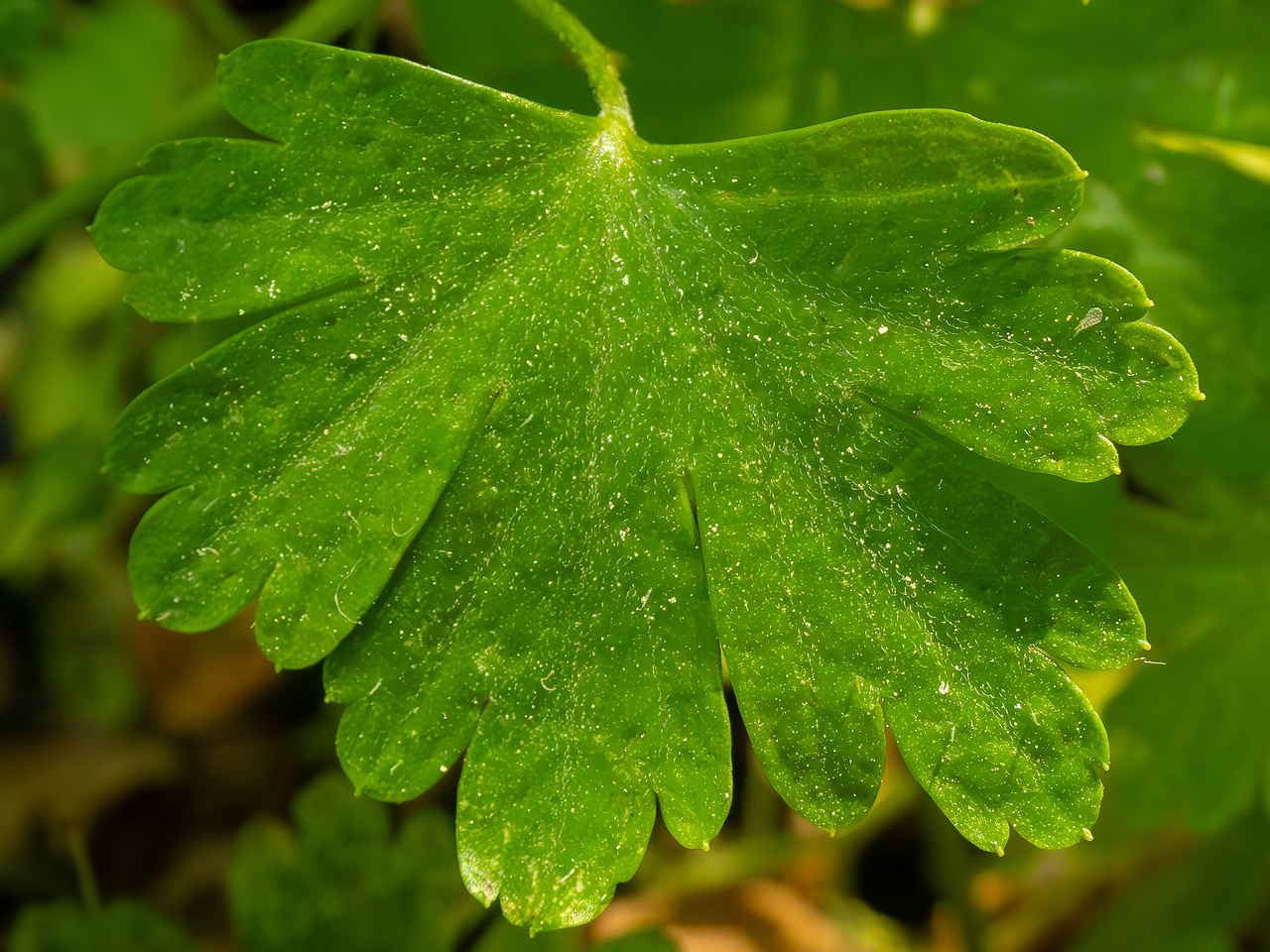 Geranium lucidum _2025-05-15_1-8
