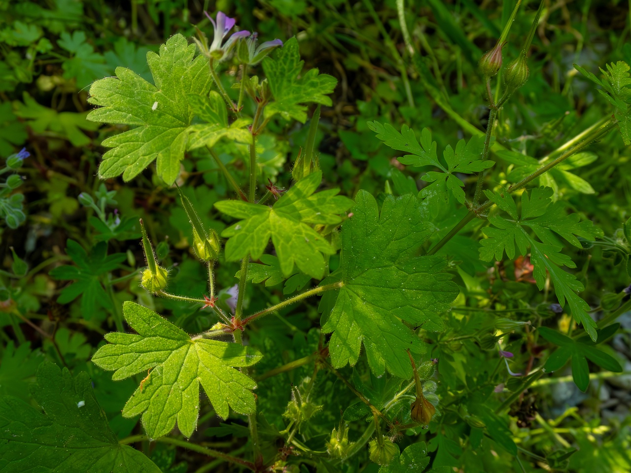 Geranium lucidum _2025-05-15_1-9