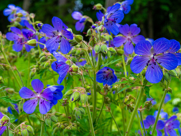 Герань луговая - Geranium pratense