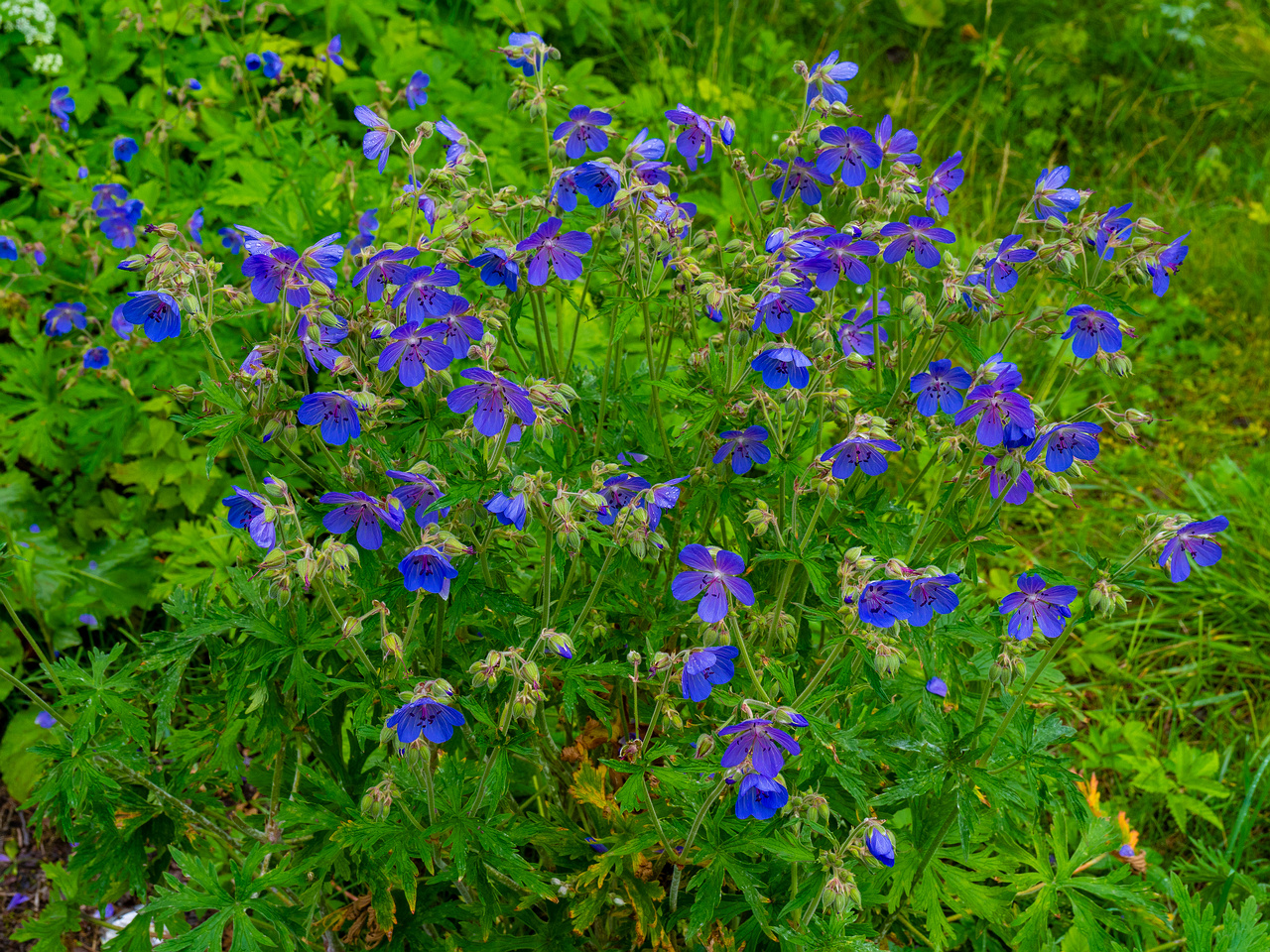 lauluvaeljak_forest_corner-30