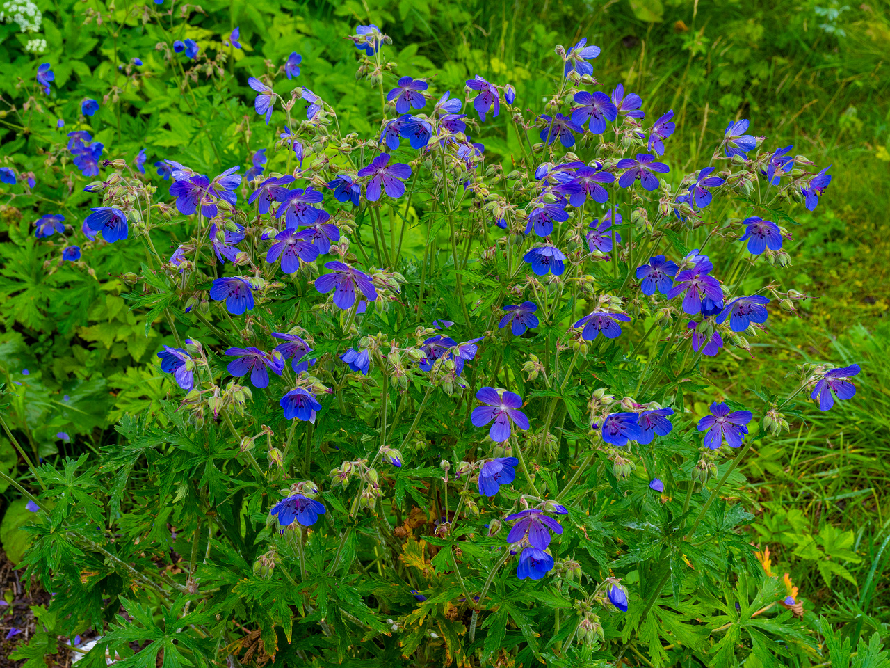 lauluvaeljak_forest_corner-31