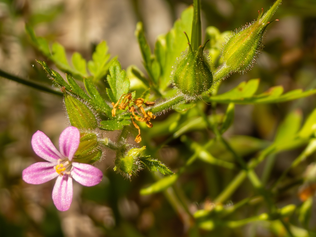 Geranium purpureum _2025-05-15_1-1