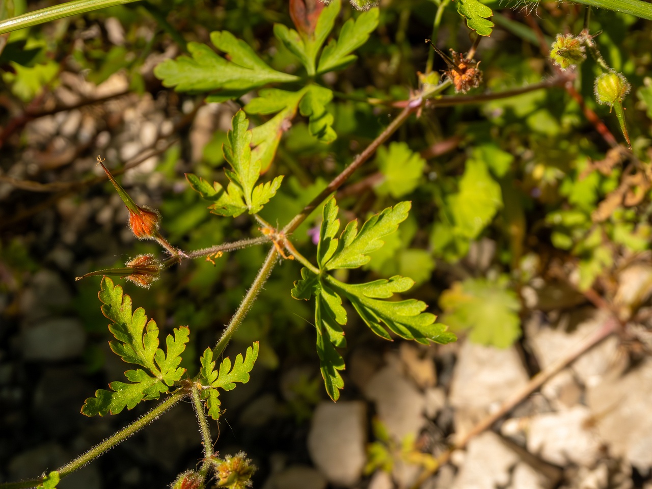 Geranium purpureum _2025-05-15_1-2