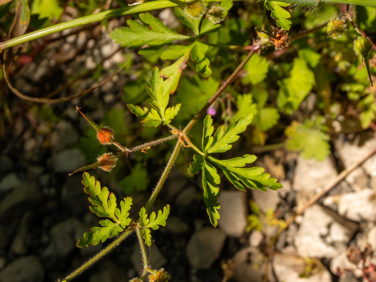 Geranium purpureum _2025-05-15_1-3