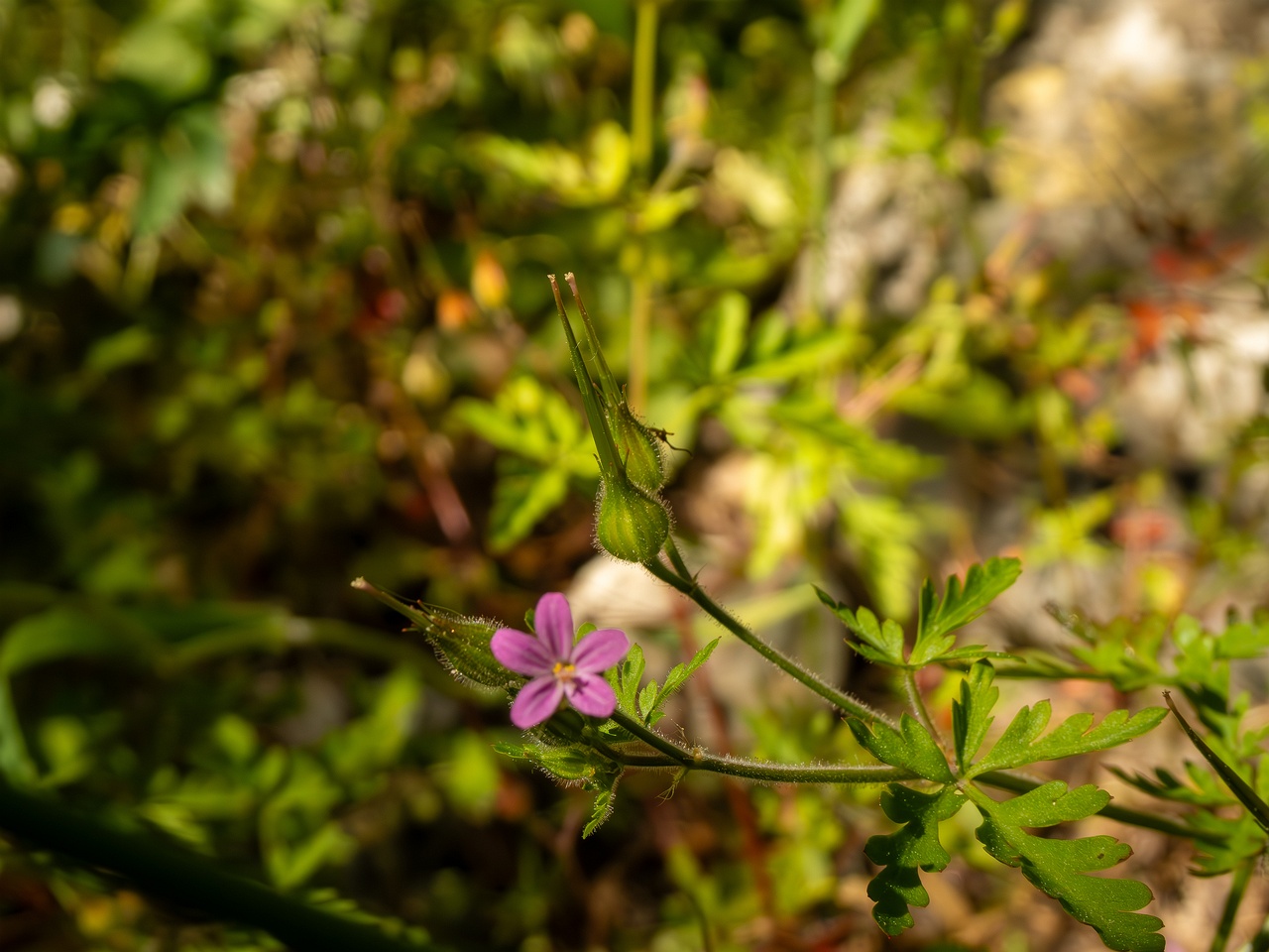 Geranium purpureum _2025-05-15_1-4