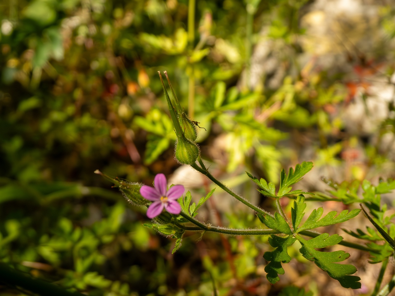 Geranium purpureum _2025-05-15_1-5