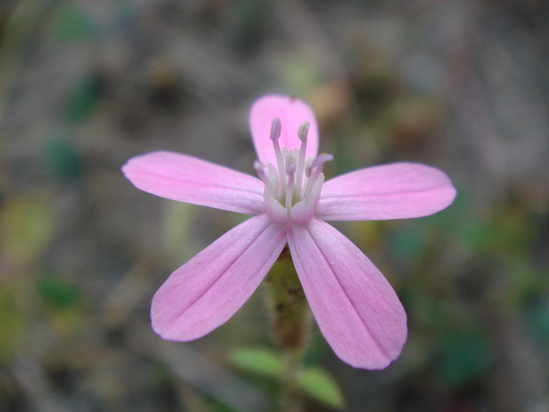 Аистник мальвовидный - Erodium malacoides