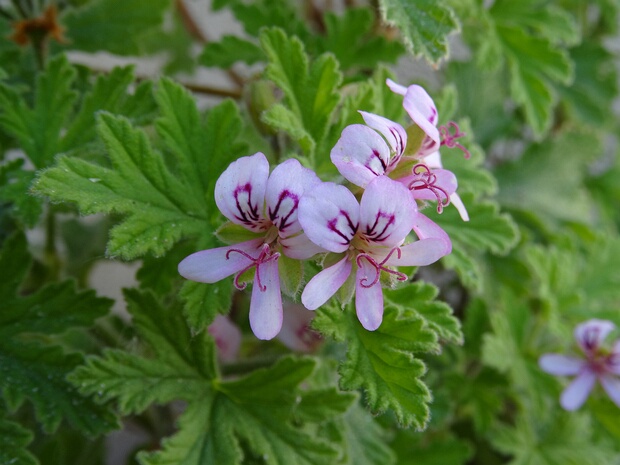 Пеларгония пахучая - Pelargonium graveolens