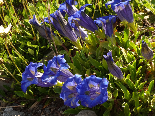 Горечавка альпийская - Gentiana alpina