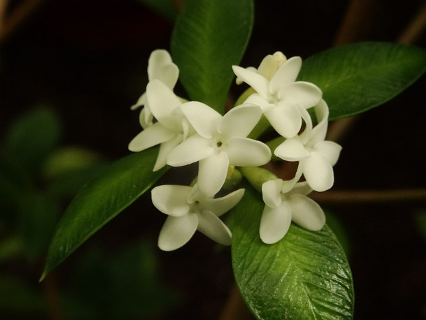 Аликсия иглицелистная - Alyxia ruscifolia