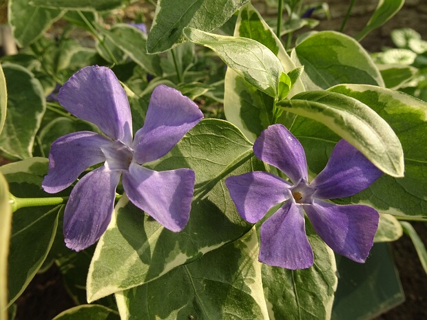 Барвинок большой 'Пёстрый' - Vinca major 'Variegata'