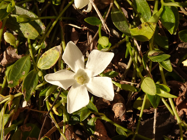 Барвинок малый белая форма - Vinca minor f. alba
