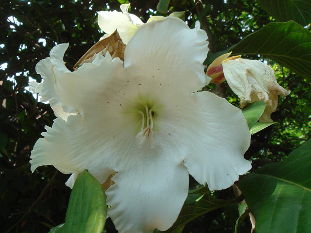 Бьюмонтия крупноцветковая - Beaumontia grandiflora