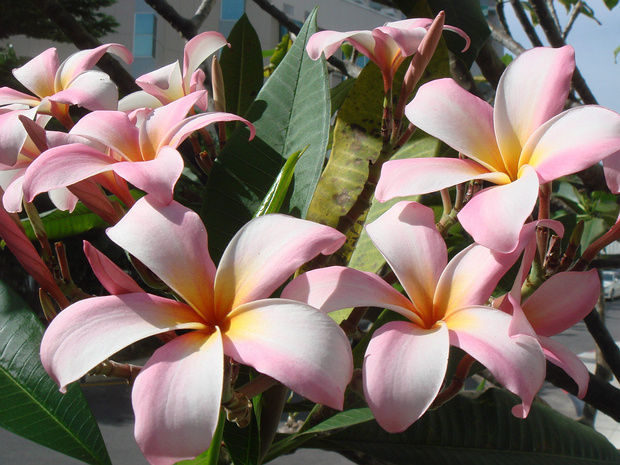 Плюмерия розовая - Plumeria rosea