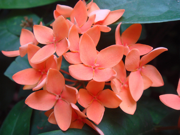 Иксора китайская - Ixora chinensis