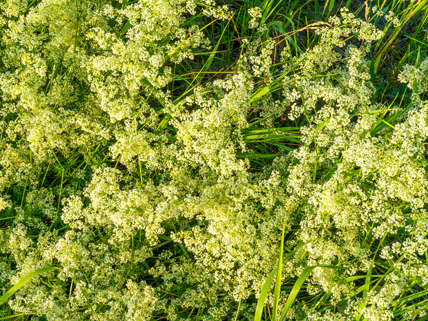 Подмаренник мягкий - Galium mollugo