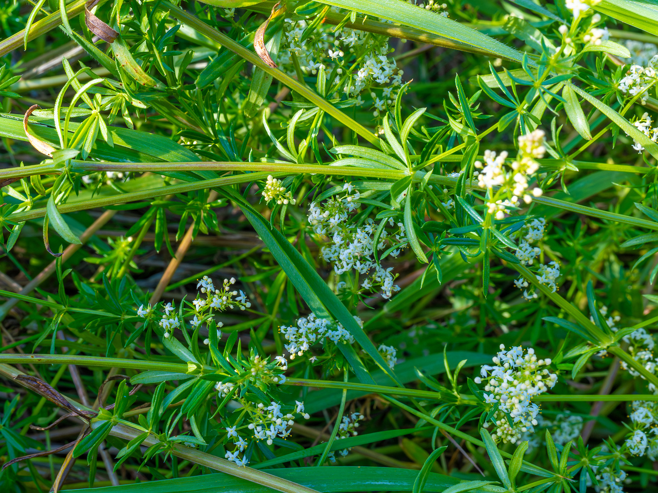 kiikri_old_deserted_grassland-92