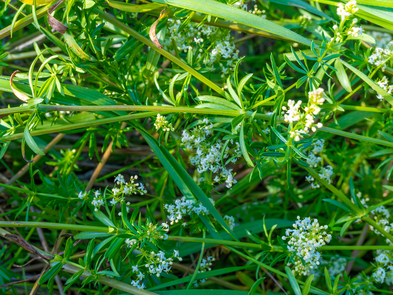 kiikri_old_deserted_grassland-93