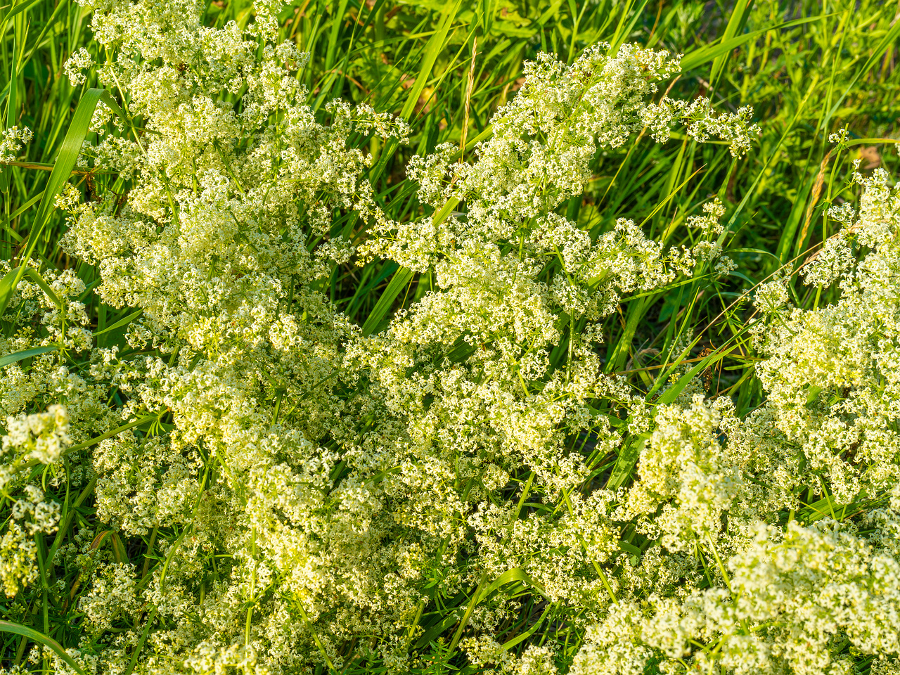 kiikri_old_deserted_grassland-94