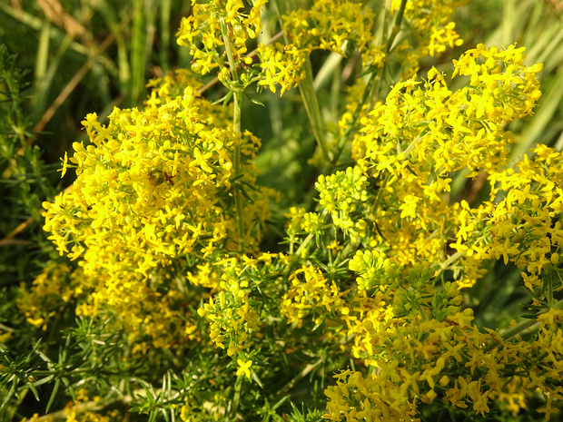 Подмаренник настоящий - Galium verum