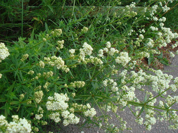 Подмаренник северный - Galium boreale