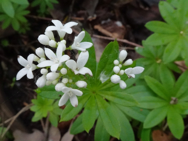 Подмаренник цепкий - Galium aparine