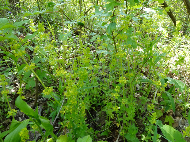 Крестовидка гладкая - Cruciata laevipes