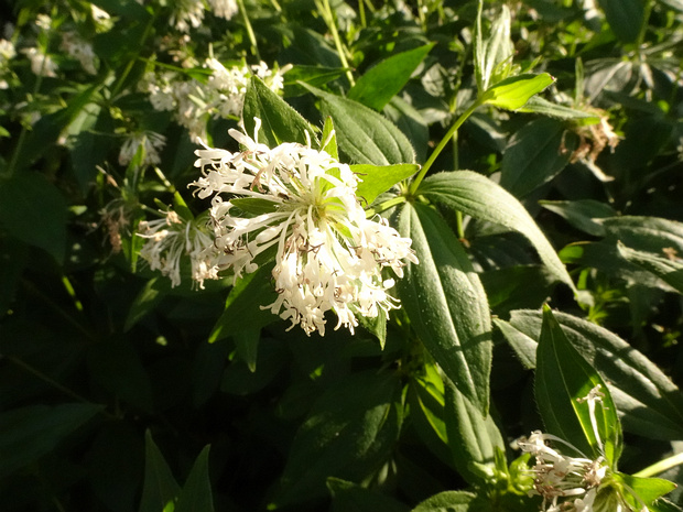 Ясменник крымский - Asperula taurina