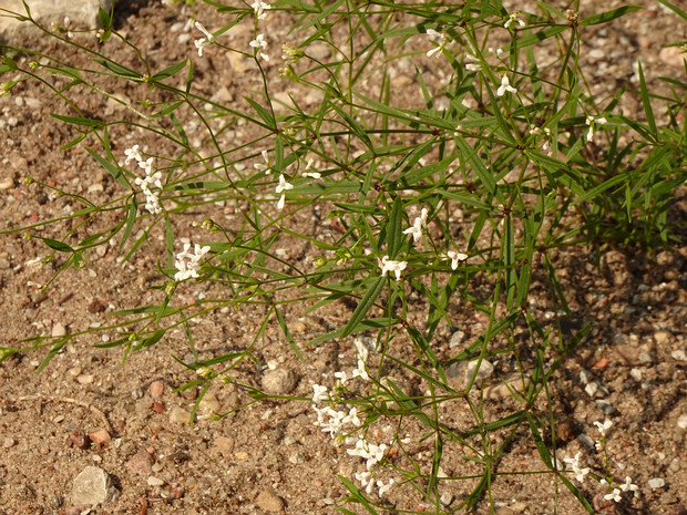 Ясменник шестилистный - Asperula hexaphylla