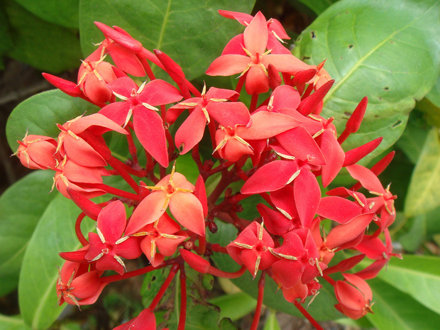 Мареновые - Rubiaceae The Rubiaceae are a family of flowering plants, commonly known as the coffee, madder, or bedstraw family. It consists of...