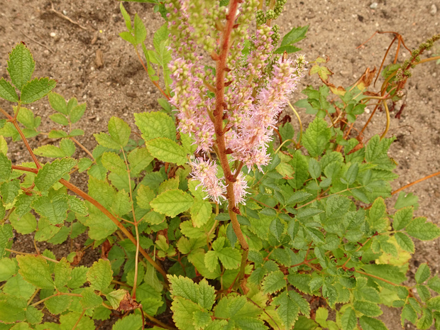 Астильба китайская - Astilbe chinensis