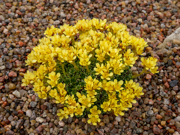 Камнеломка Кочи - Saxifraga kotschyi