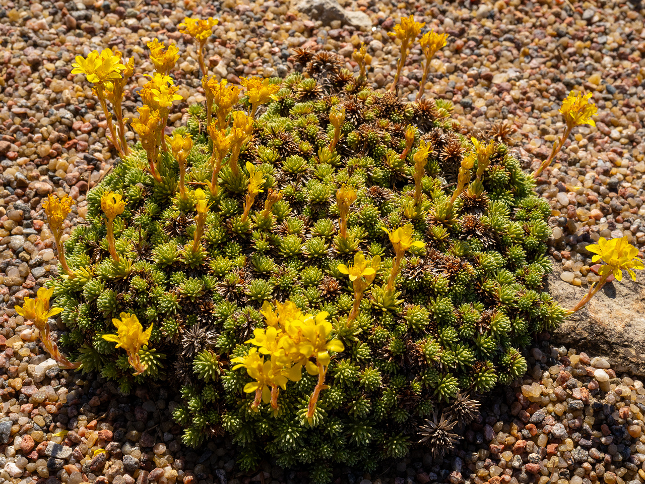 Камнеломка-Фердинанда-Кобургского_Saxifraga-ferdinandi-coburgi_1-1