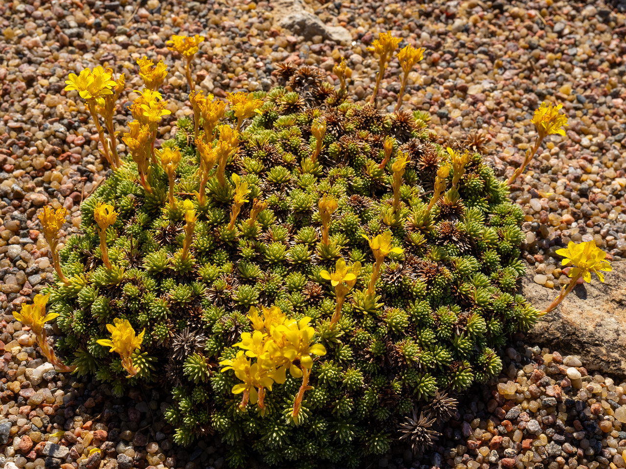 Камнеломка-Фердинанда-Кобургского_Saxifraga-ferdinandi-coburgi_1-2