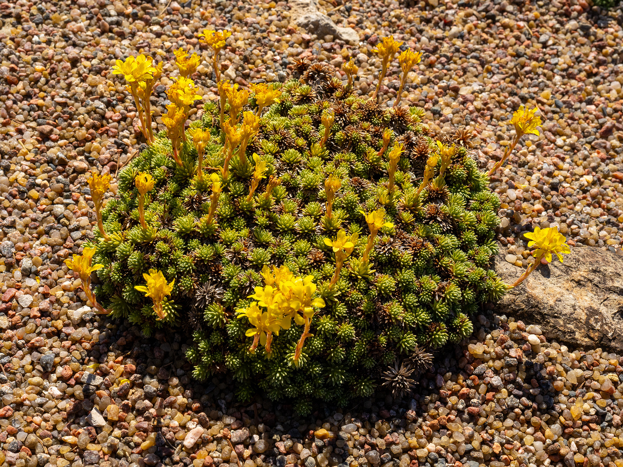 Камнеломка-Фердинанда-Кобургского_Saxifraga-ferdinandi-coburgi_1-3