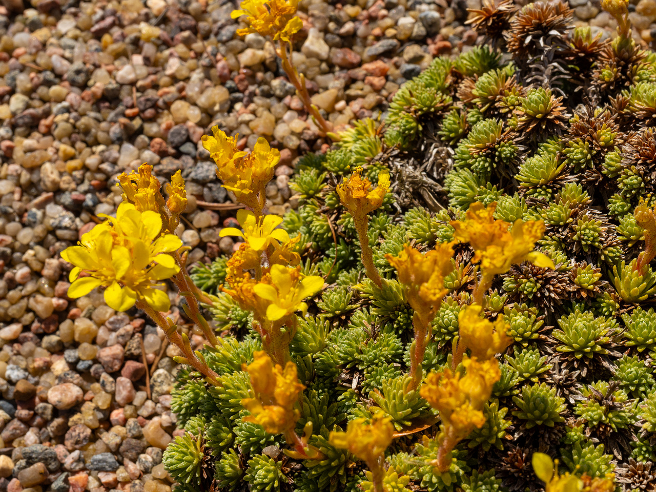 Камнеломка-Фердинанда-Кобургского_Saxifraga-ferdinandi-coburgi_1-5