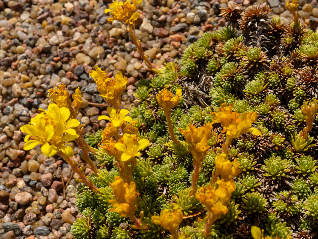 Камнеломка-Фердинанда-Кобургского_Saxifraga-ferdinandi-coburgi_1-6