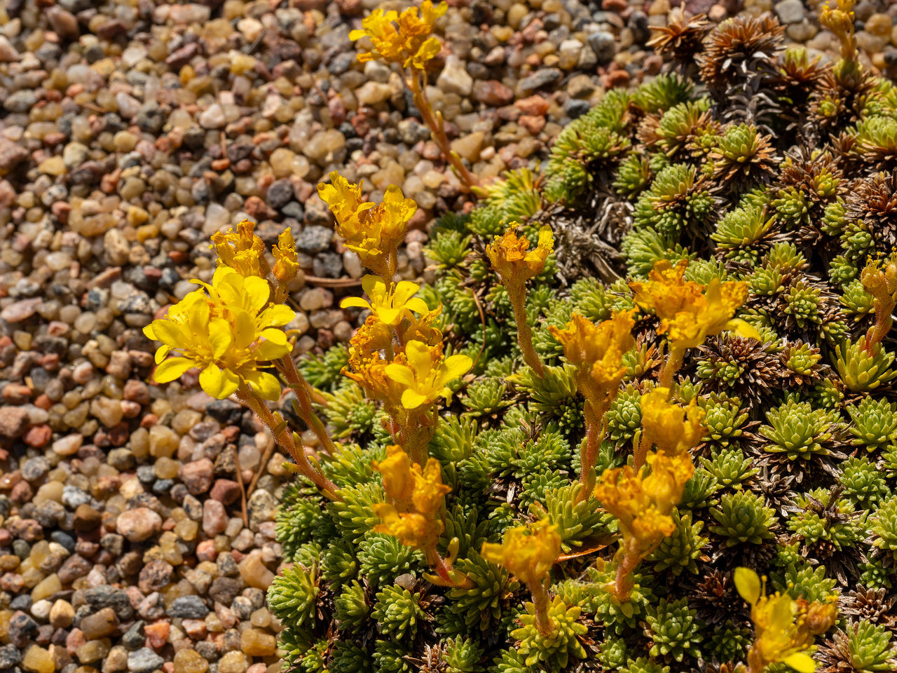 Камнеломка-Фердинанда-Кобургского_Saxifraga-ferdinandi-coburgi_1-7