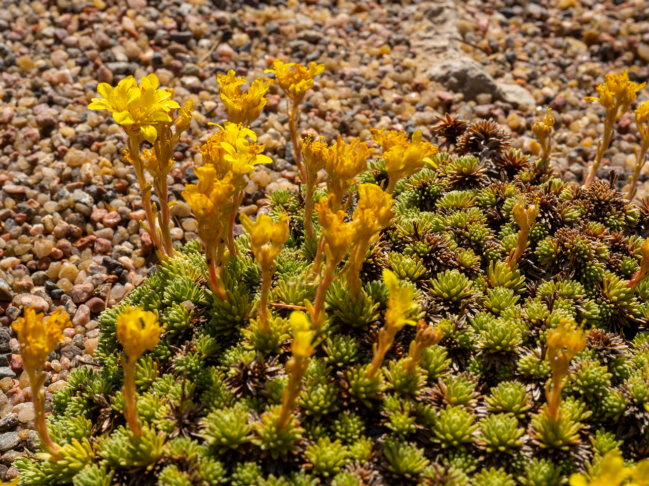 Камнеломка-Фердинанда-Кобургского_Saxifraga-ferdinandi-coburgi_1-8