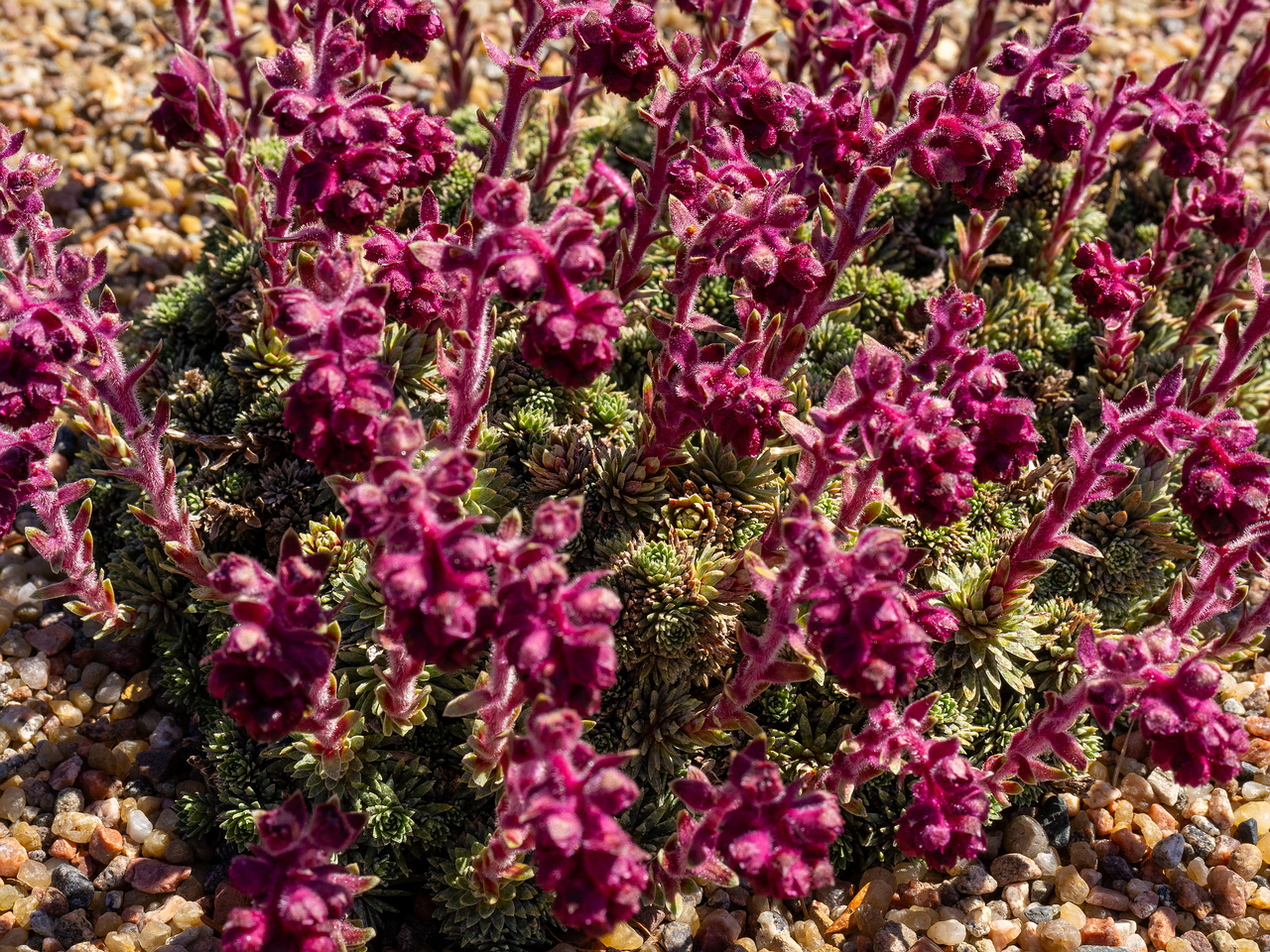 Камнеломка-вечноживая_Saxifraga-sempervivum_1-1