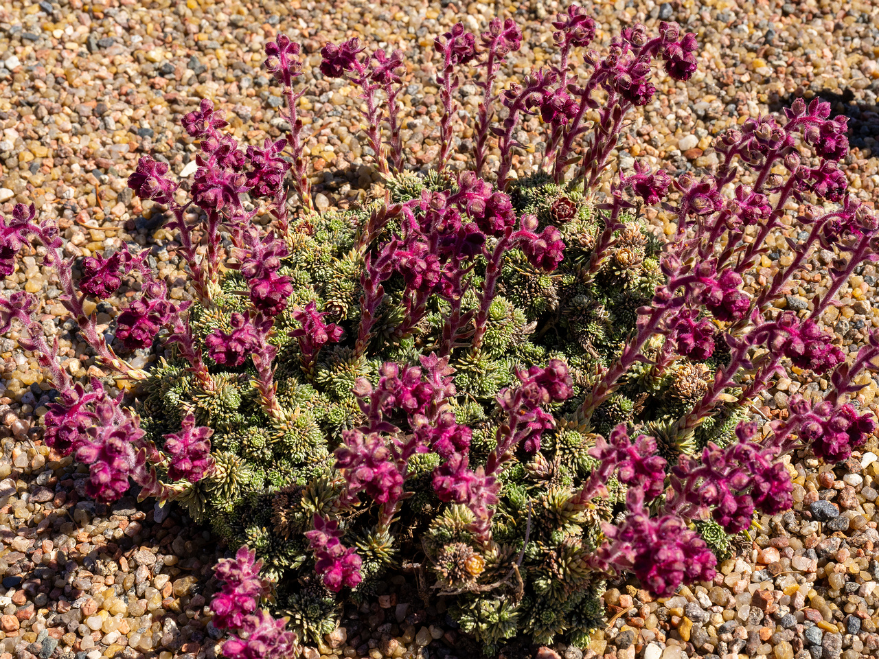 Камнеломка-вечноживая_Saxifraga-sempervivum_1-2