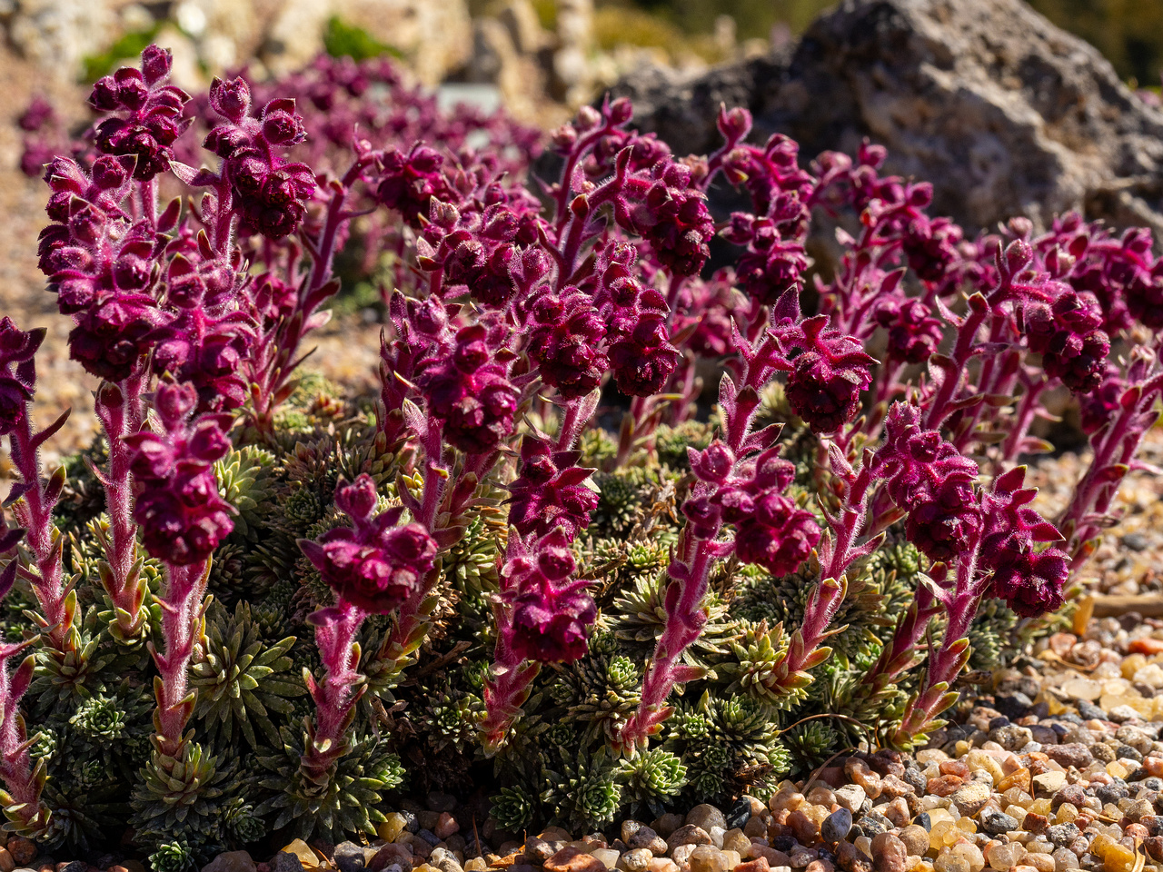 Камнеломка-вечноживая_Saxifraga-sempervivum_1-3