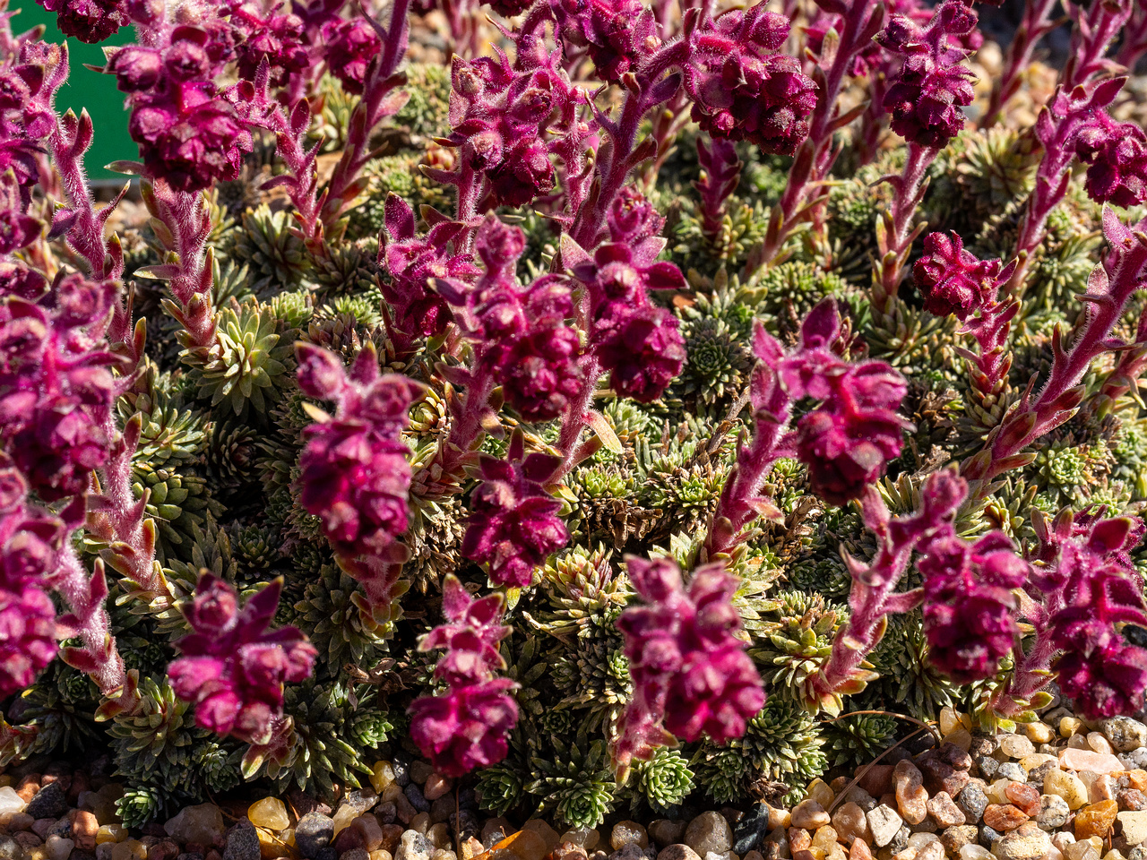 Камнеломка-вечноживая_Saxifraga-sempervivum_1-5