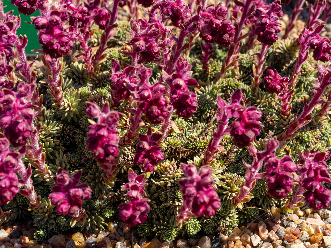 Камнеломка-вечноживая_Saxifraga-sempervivum_1-6