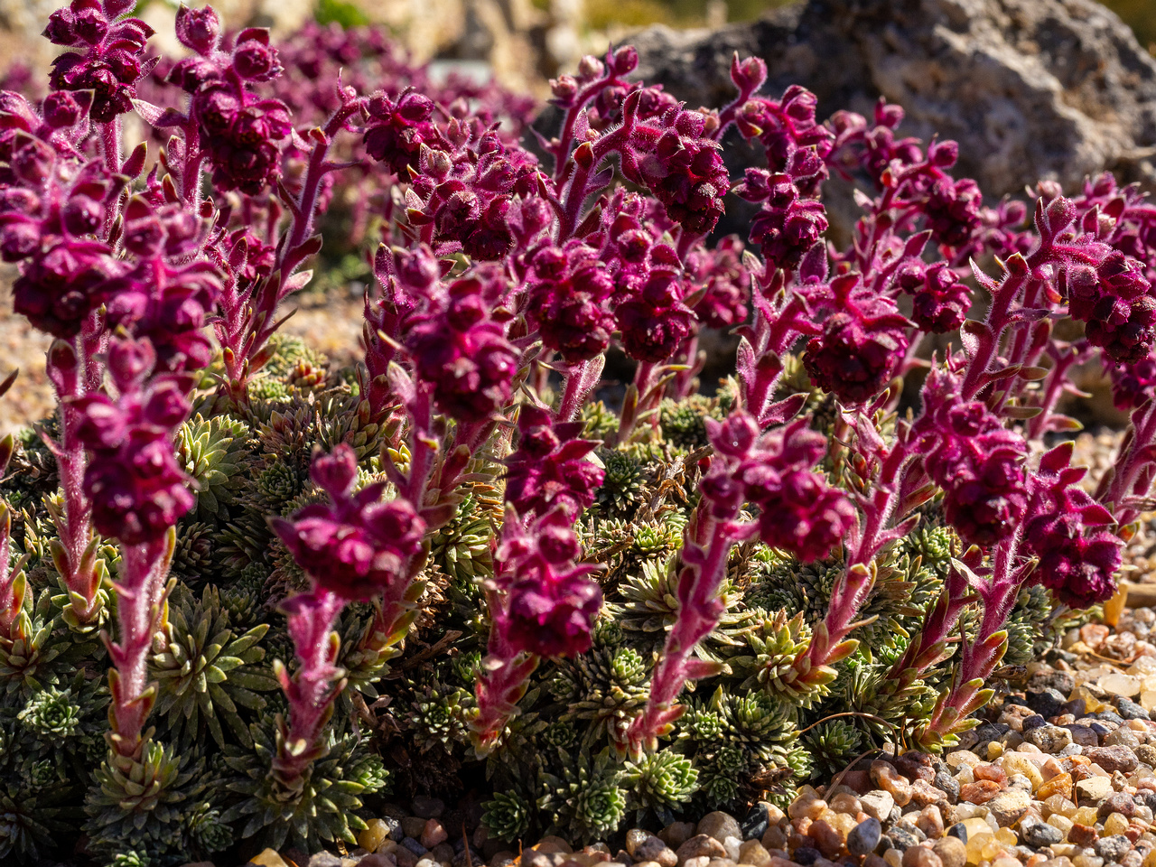 _Камнеломка-вечноживая_Saxifraga-sempervivum_1-4